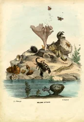 Page de titre, 1863-79